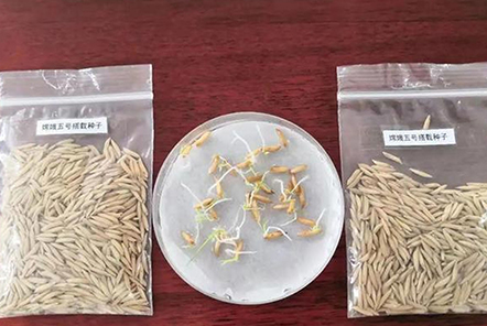和嫦娥五號一起“上天”的水稻種子發(fā)芽了！