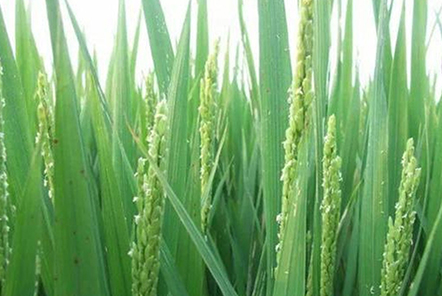 種植水稻，注重水稻三個時期的管理，更有利于水稻創(chuàng)高產？
