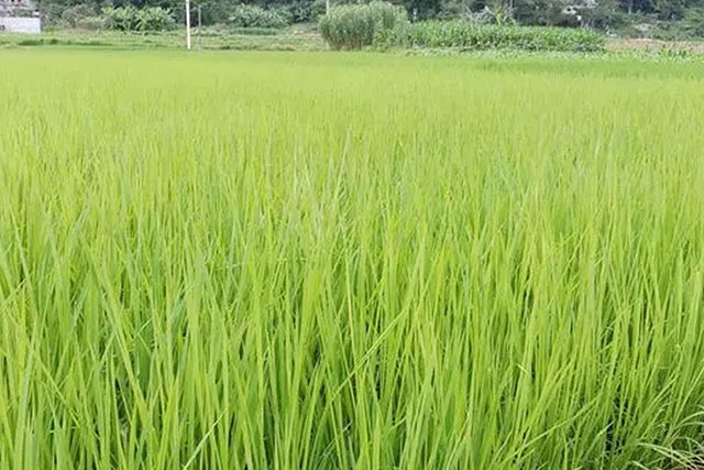 水稻苗徒長跟種子有關(guān)嗎？水稻苗徒長原因有3種，應(yīng)對癥采取措施